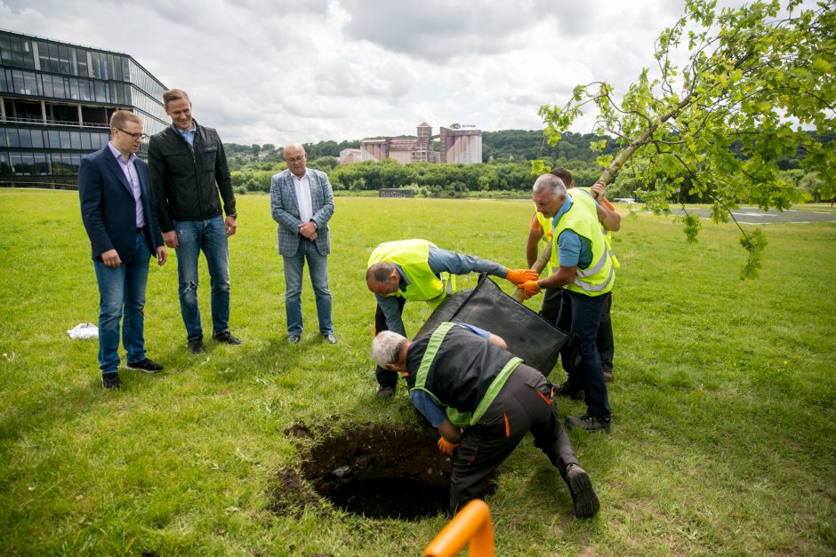 Prie arenos pasodintas „Žalgirio“ pergalių ąžuoliukas