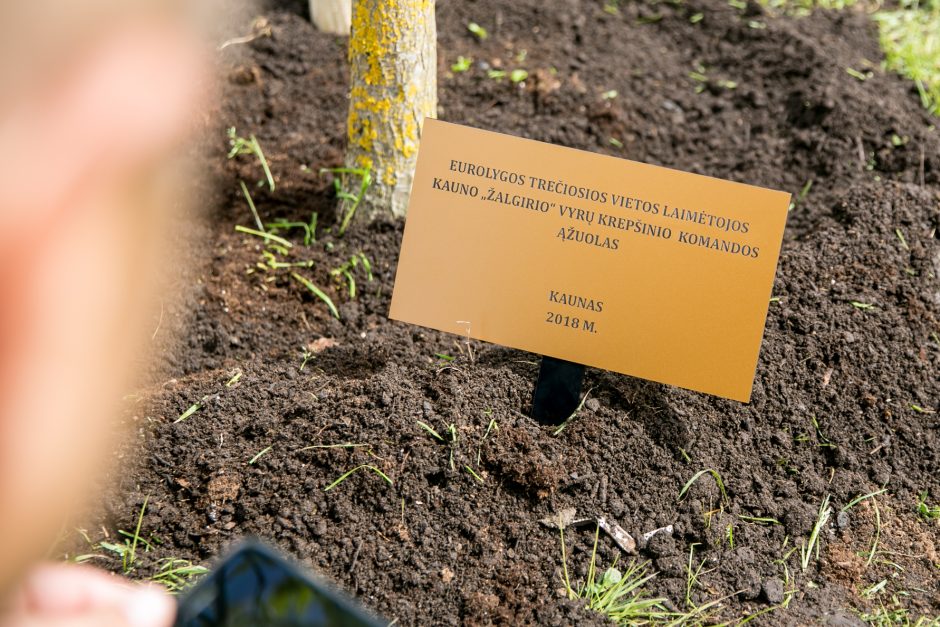 Prie arenos pasodintas „Žalgirio“ pergalių ąžuoliukas