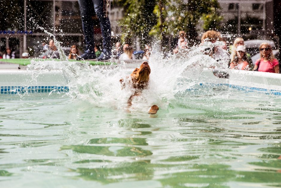 Pirmasis šunų šuolių į vandenį turnyras Lietuvoje: kova buvo įtempta