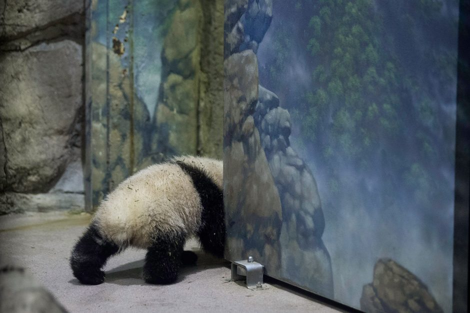 Zoologijos sode Vašingtone pasverta 4 mėnesių pandutė Bao Bao