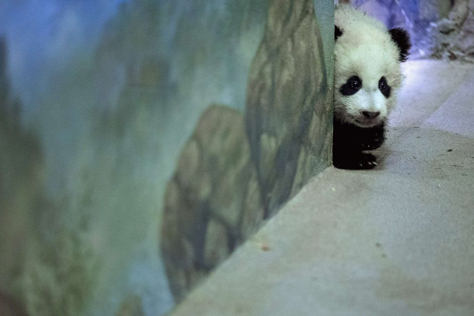 Zoologijos sode Vašingtone pasverta 4 mėnesių pandutė Bao Bao