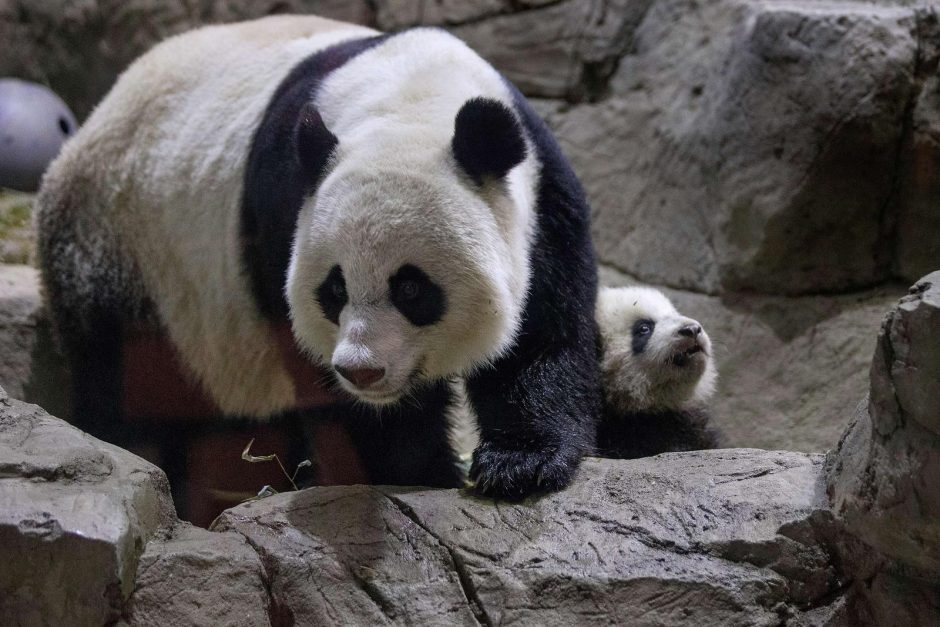 Zoologijos sode Vašingtone pasverta 4 mėnesių pandutė Bao Bao