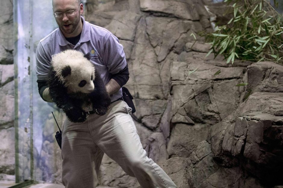 Zoologijos sode Vašingtone pasverta 4 mėnesių pandutė Bao Bao