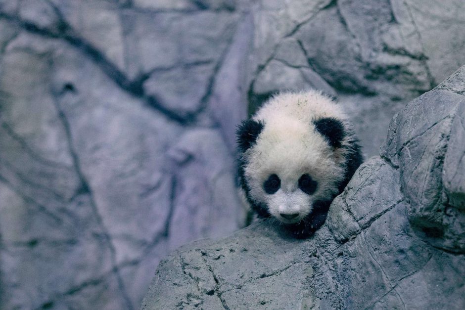 Zoologijos sode Vašingtone pasverta 4 mėnesių pandutė Bao Bao