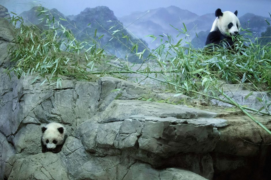 Zoologijos sode Vašingtone pasverta 4 mėnesių pandutė Bao Bao