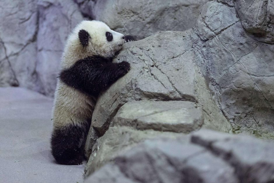 Zoologijos sode Vašingtone pasverta 4 mėnesių pandutė Bao Bao