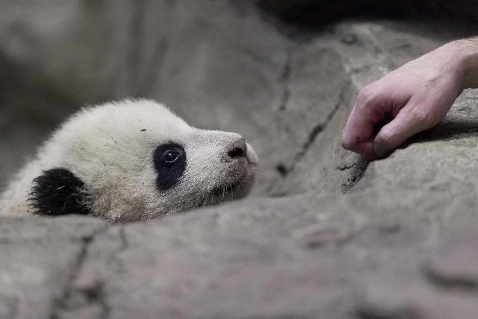 Zoologijos sode Vašingtone pasverta 4 mėnesių pandutė Bao Bao