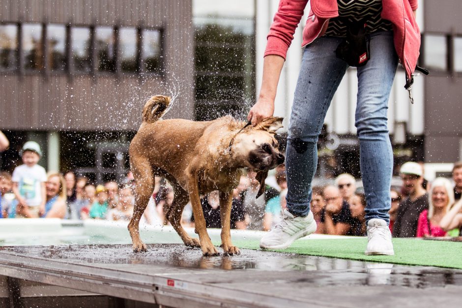 Pirmasis šunų šuolių į vandenį turnyras Lietuvoje: kova buvo įtempta