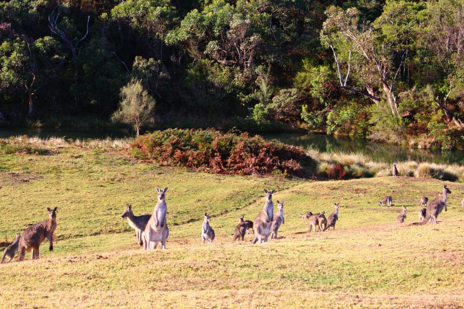 Klaipėdietis laimę atrado Australijoje