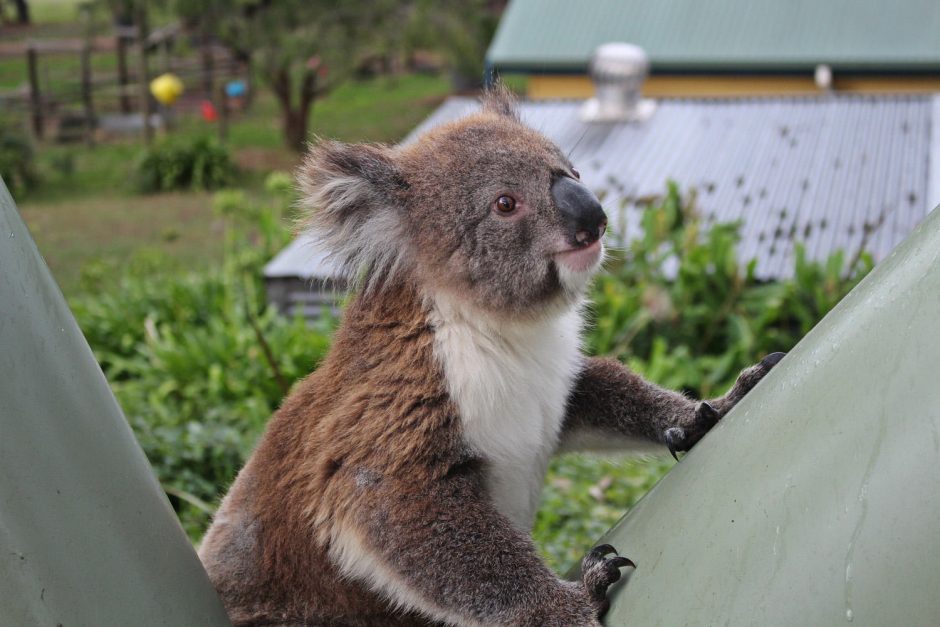 Klaipėdietis laimę atrado Australijoje