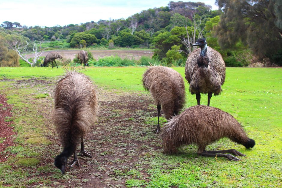 Klaipėdietis laimę atrado Australijoje