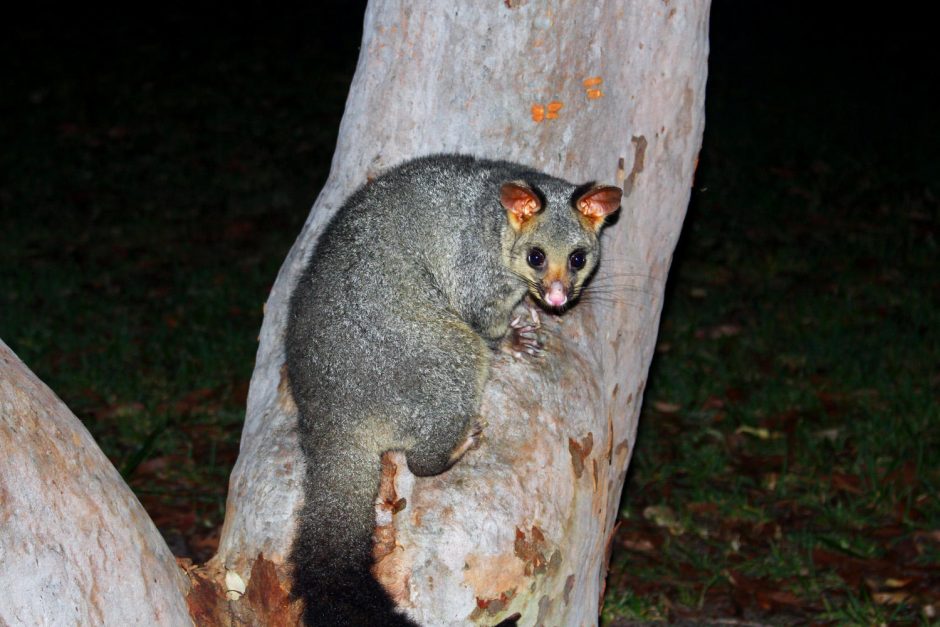 Klaipėdietis laimę atrado Australijoje