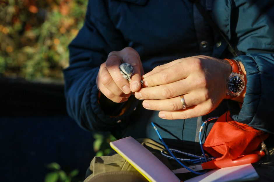 Ornitologai klaipėdiečiams padėjo suprasti paukščių migraciją