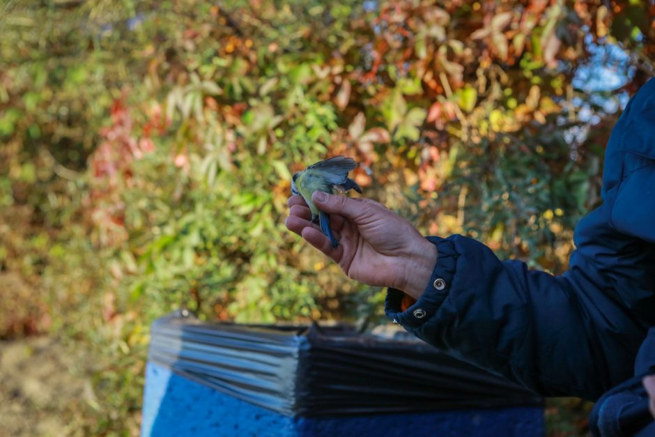 Ornitologai klaipėdiečiams padėjo suprasti paukščių migraciją