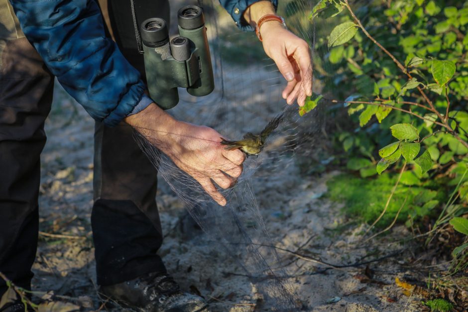 Ornitologai klaipėdiečiams padėjo suprasti paukščių migraciją