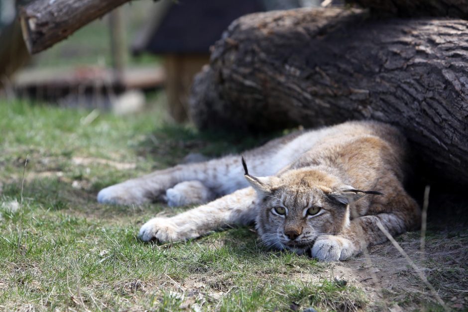 Zoologijos sode – nauji gyventojai