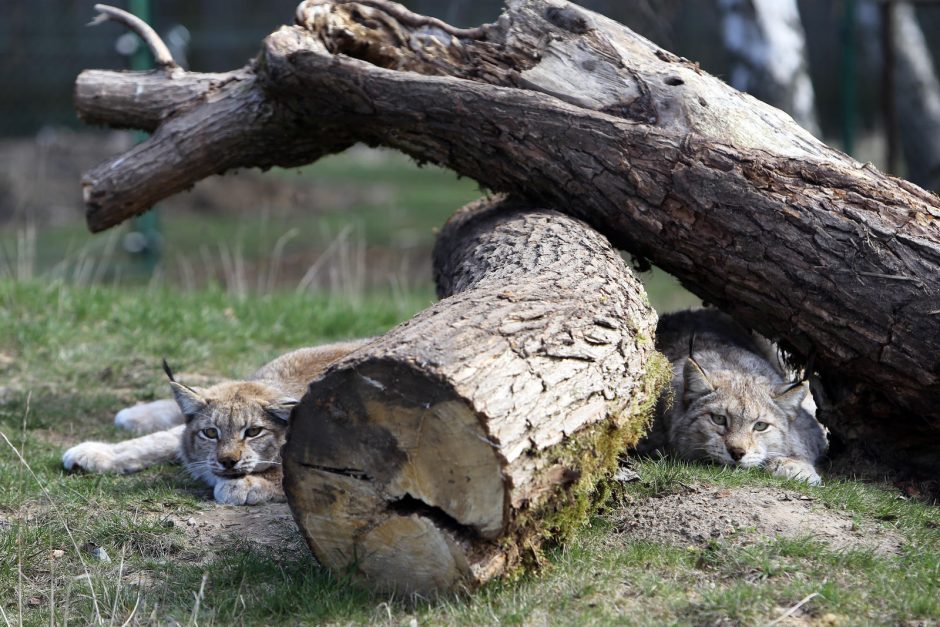 Zoologijos sode – nauji gyventojai