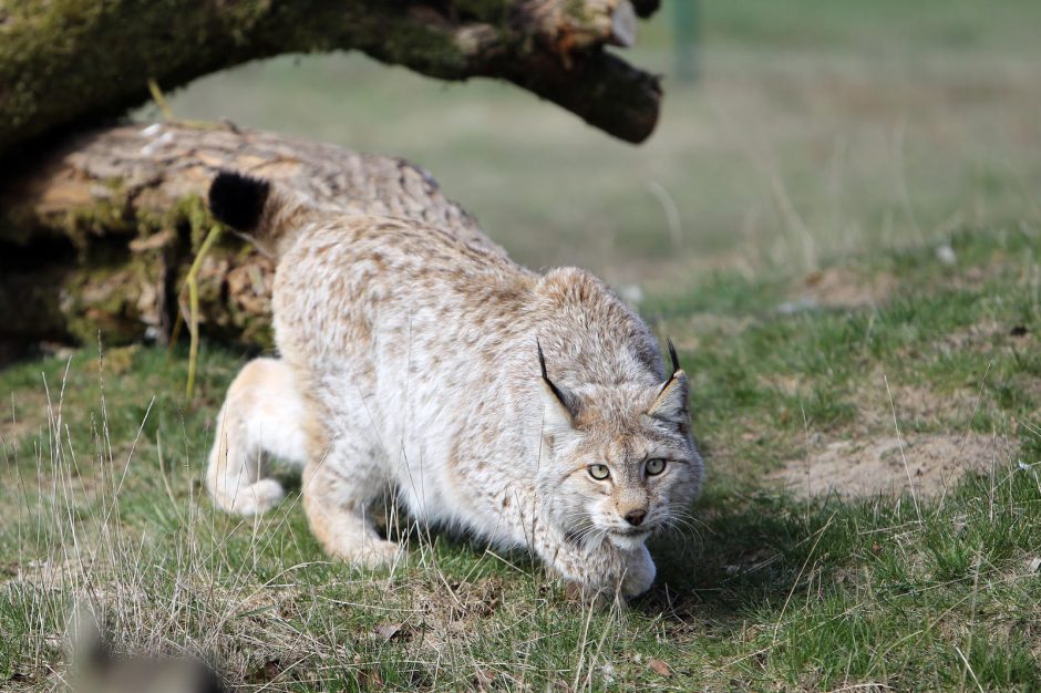 Zoologijos sode – nauji gyventojai