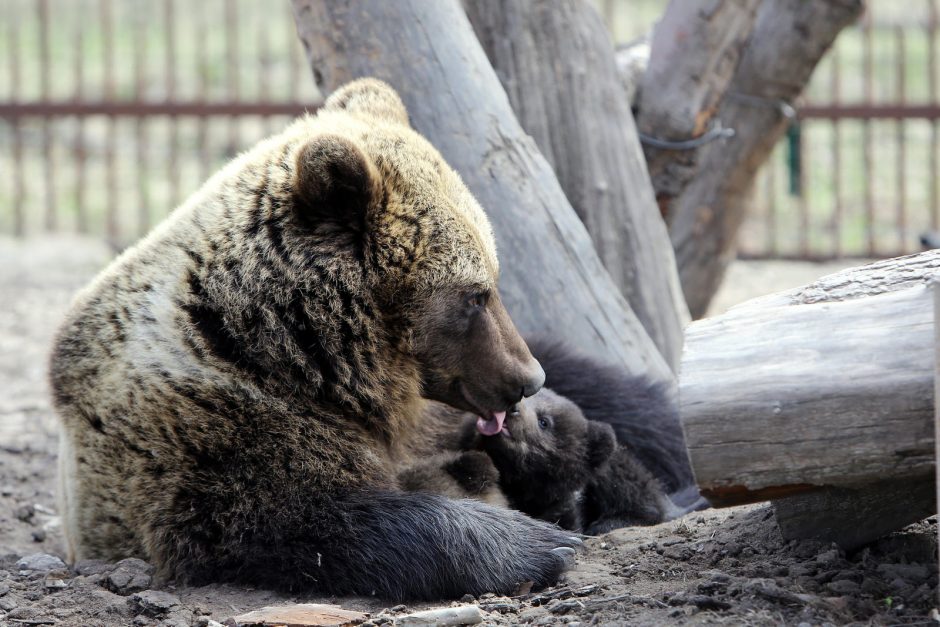 Zoologijos sode – nauji gyventojai