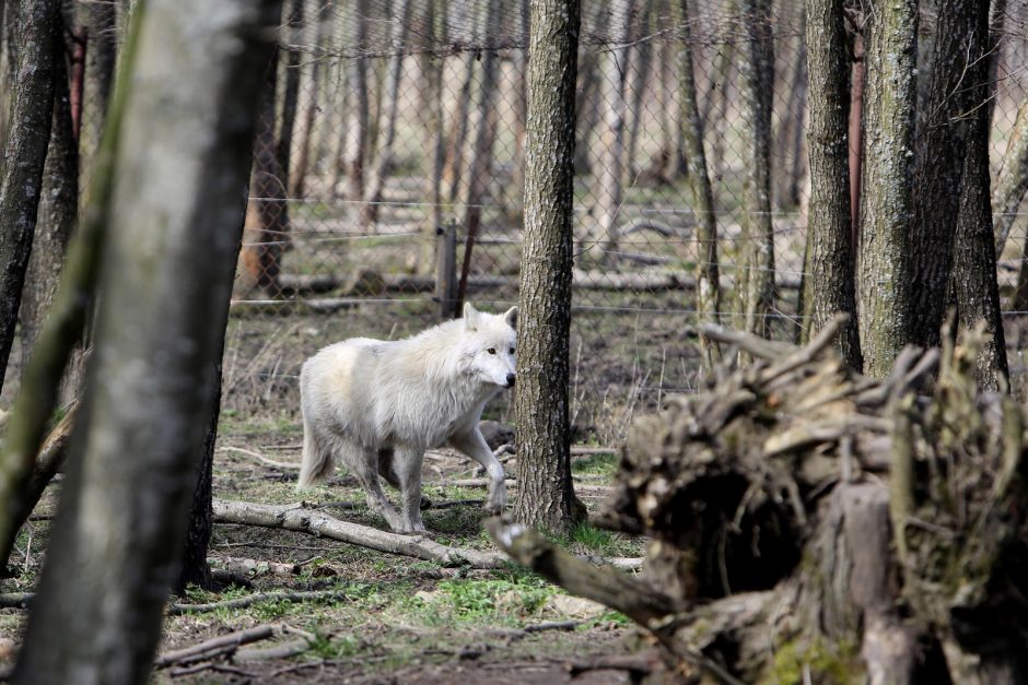 Zoologijos sode – nauji gyventojai