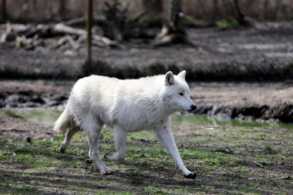 Zoologijos sode – nauji gyventojai