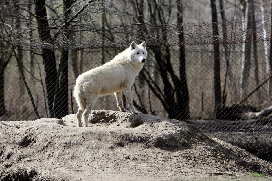 Zoologijos sode – nauji gyventojai