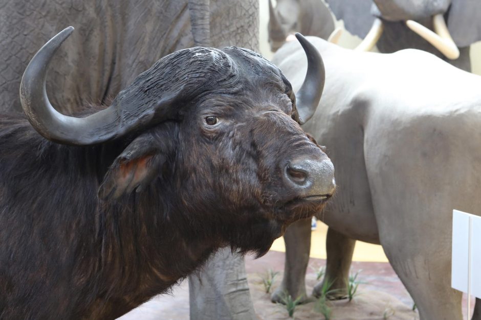 Zoologijos sode – nauji gyventojai