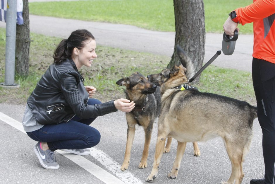 Klaipėdoje miško taku bėgo būrys šunų augintojų ir jų gyvūnai