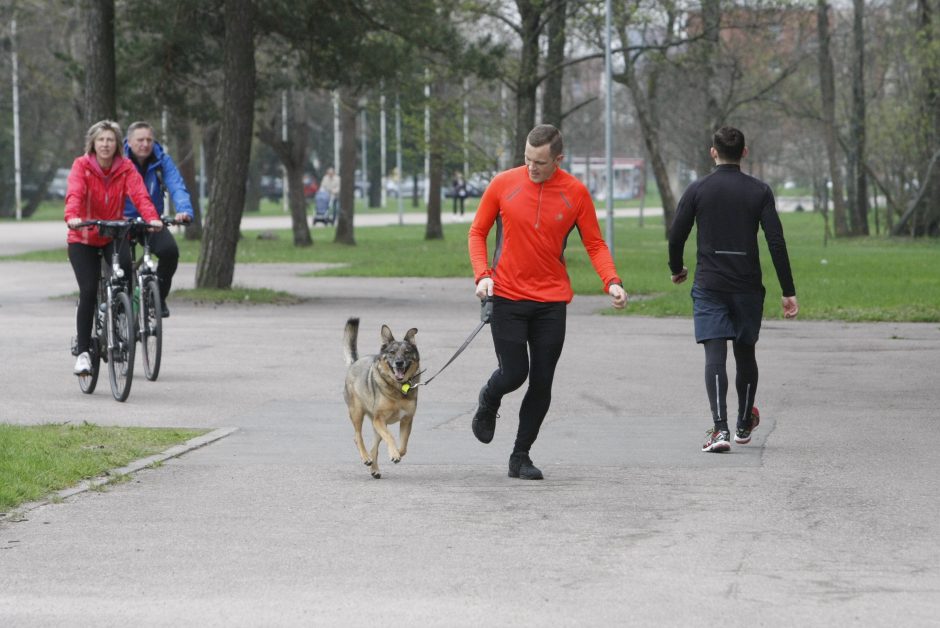 Klaipėdoje miško taku bėgo būrys šunų augintojų ir jų gyvūnai