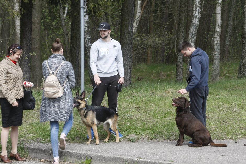 Klaipėdoje miško taku bėgo būrys šunų augintojų ir jų gyvūnai