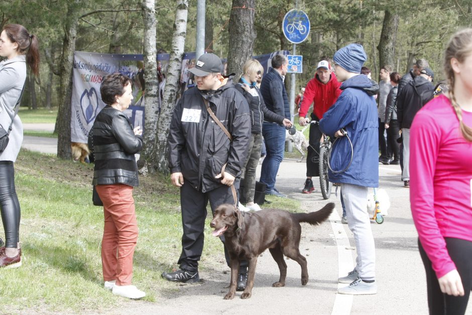 Klaipėdoje miško taku bėgo būrys šunų augintojų ir jų gyvūnai