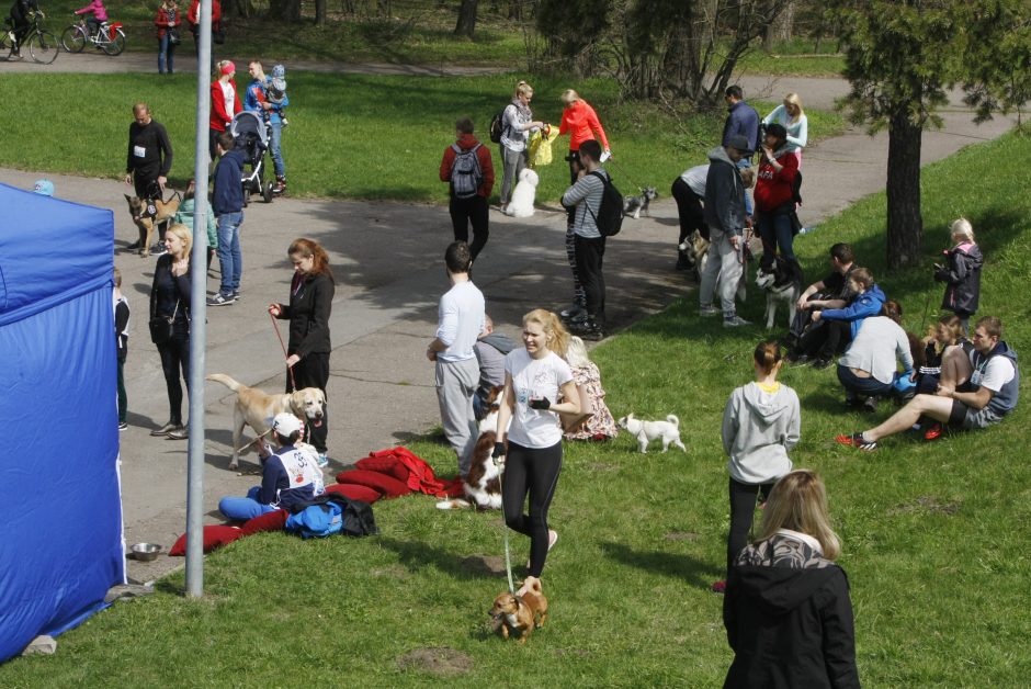 Klaipėdoje miško taku bėgo būrys šunų augintojų ir jų gyvūnai