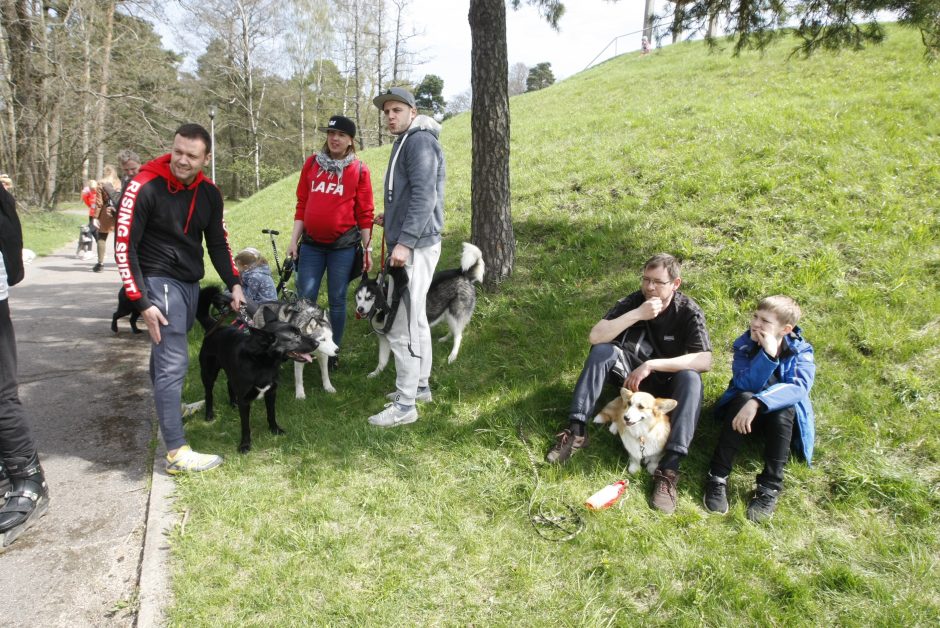 Klaipėdoje miško taku bėgo būrys šunų augintojų ir jų gyvūnai