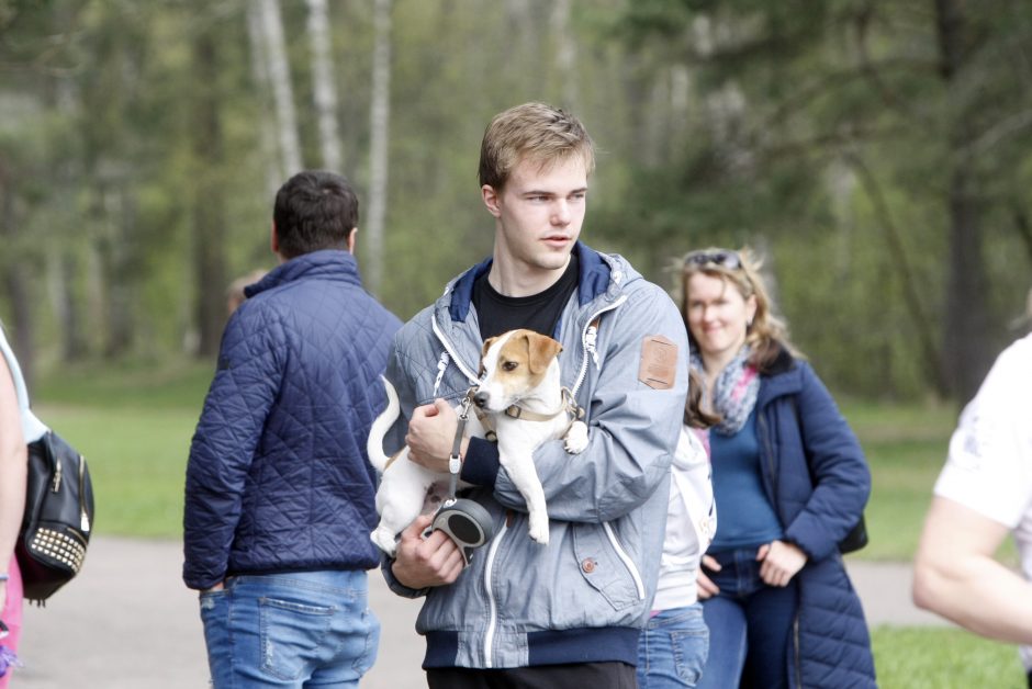 Klaipėdoje miško taku bėgo būrys šunų augintojų ir jų gyvūnai