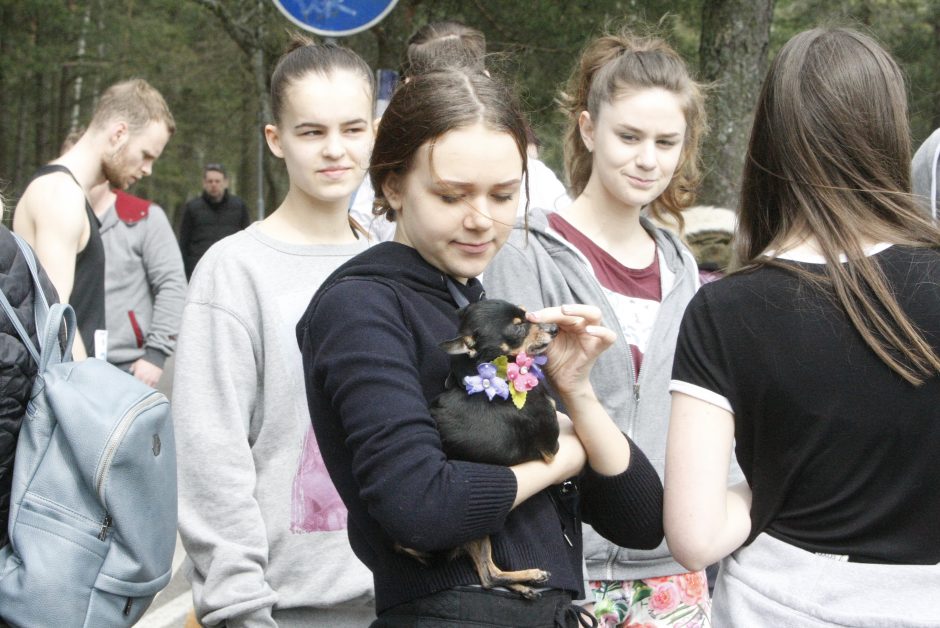 Klaipėdoje miško taku bėgo būrys šunų augintojų ir jų gyvūnai