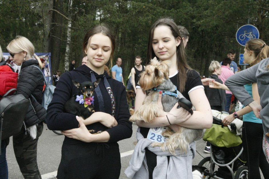 Klaipėdoje miško taku bėgo būrys šunų augintojų ir jų gyvūnai