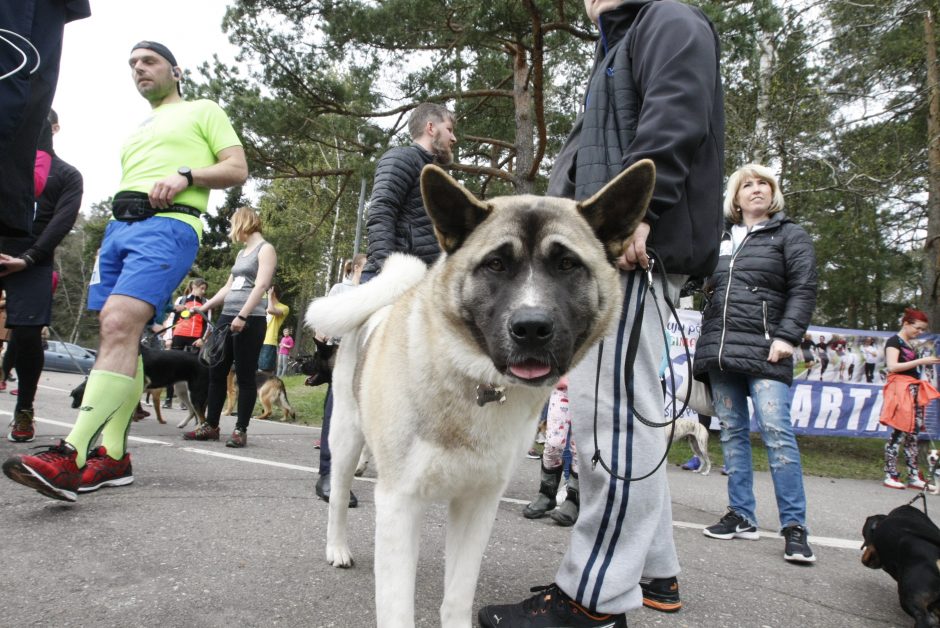 Klaipėdoje miško taku bėgo būrys šunų augintojų ir jų gyvūnai