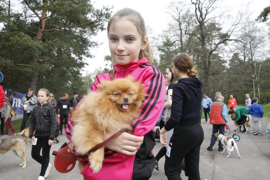 Klaipėdoje miško taku bėgo būrys šunų augintojų ir jų gyvūnai