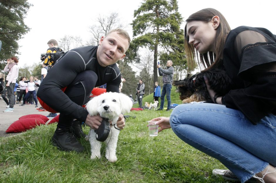 Klaipėdoje miško taku bėgo būrys šunų augintojų ir jų gyvūnai