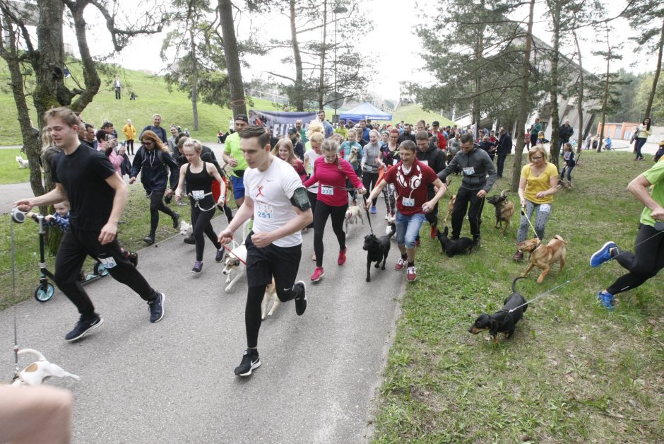 Klaipėdoje miško taku bėgo būrys šunų augintojų ir jų gyvūnai