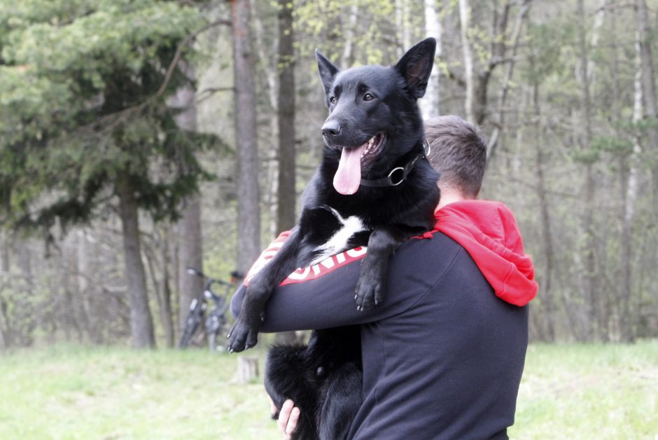 Klaipėdoje miško taku bėgo būrys šunų augintojų ir jų gyvūnai