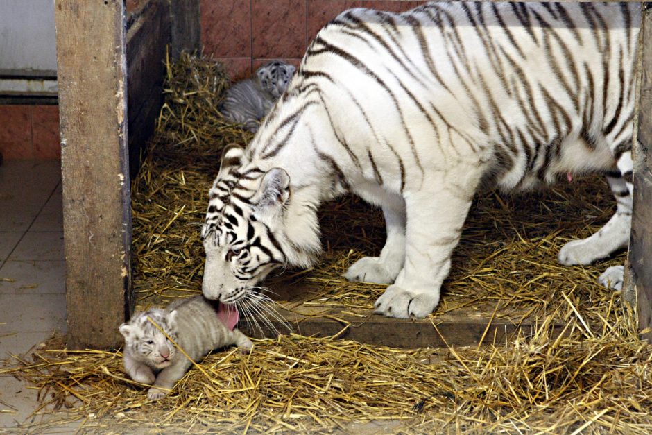 Klaipėdos zoologijos sode gimė baltosios tigriukės