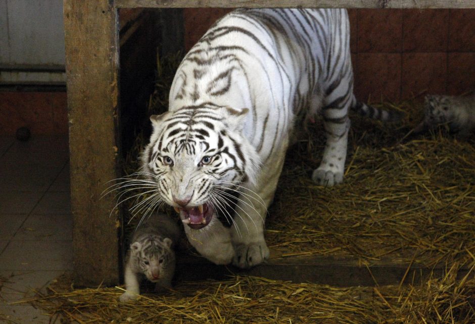 Klaipėdos zoologijos sode gimė baltosios tigriukės