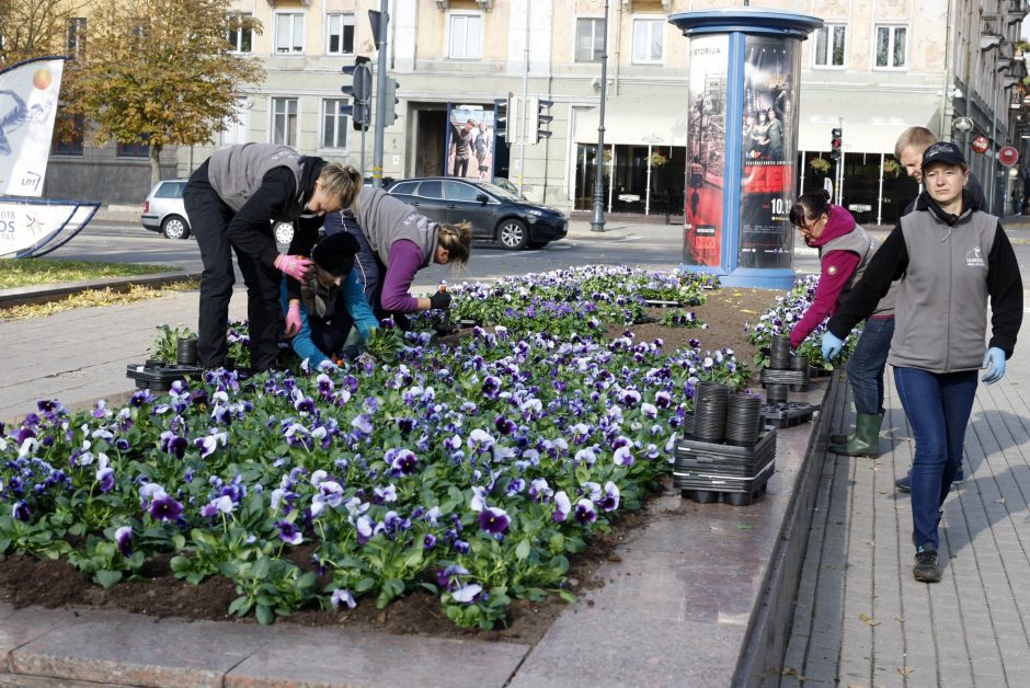 Uostamiesčiui – tūkstančiai rudeninių žiedų