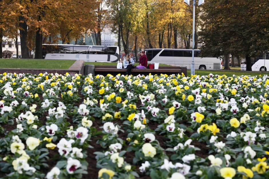 Uostamiesčiui – tūkstančiai rudeninių žiedų