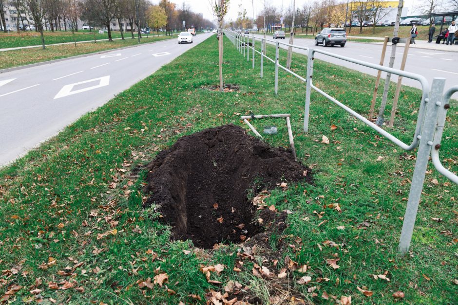 Šiaurės prospekte atsodinami medeliai