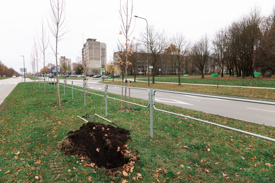 Šiaurės prospekte atsodinami medeliai