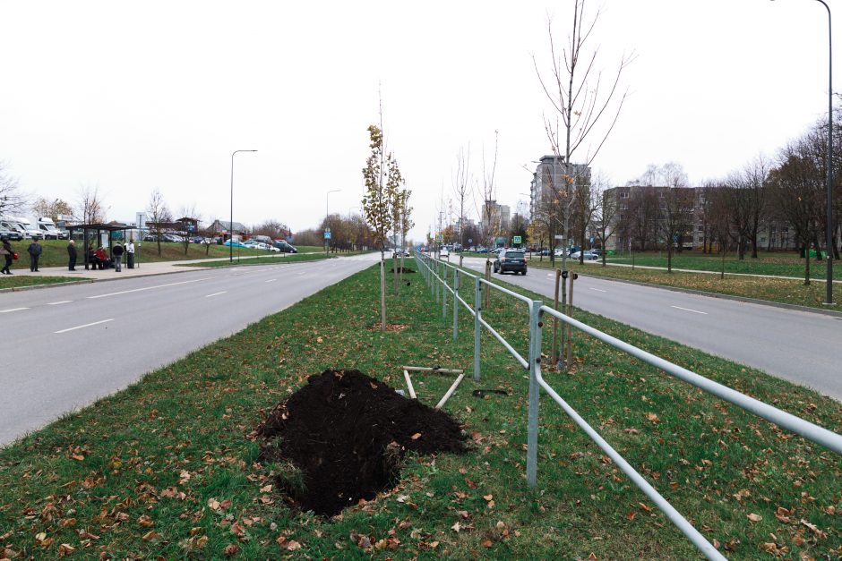 Šiaurės prospekte atsodinami medeliai