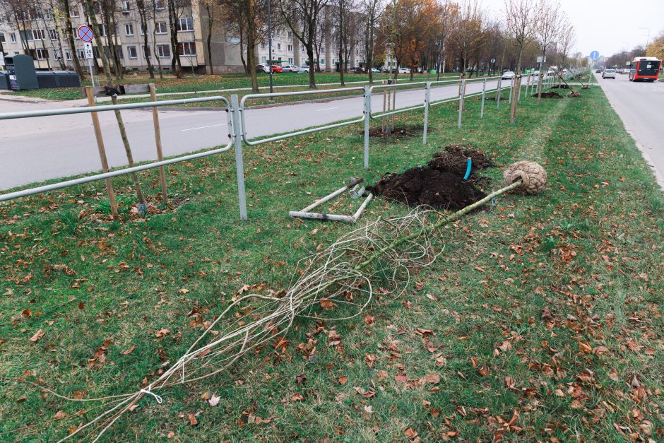 Šiaurės prospekte atsodinami medeliai