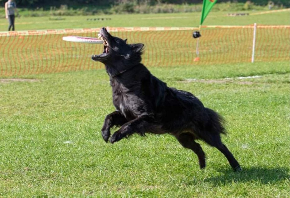 Dresuotojų poros gyvenimo meilė – belgų aviganiai